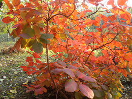 soins pour un cotinus