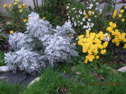 Avez-vous des chrysanthèmes dans votre jardin?