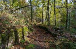 Coin de forêt derriére chez moi.....