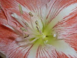 floraison de l'Amaryllis