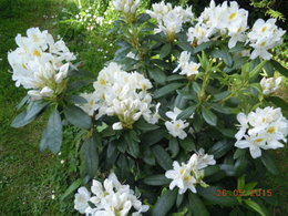 Problème Rhododendron