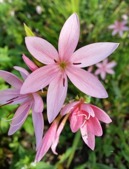 LES DERNIERES FLEURS DU JARDIN