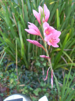 LES DERNIERES FLEURS DU JARDIN