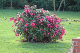 LES DERNIERES FLEURS DU JARDIN