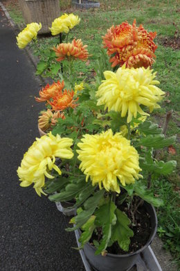 Avez-vous des chrysanthèmes dans votre jardin?