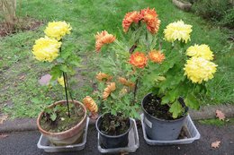 Avez-vous des chrysanthèmes dans votre jardin?