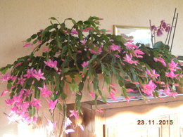 Cactus de Noël - Schlumbergera