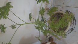 nom de cette plante