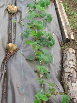 Dans votre jardin, vous avez des fraisiers 