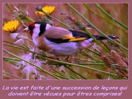 citation du jour