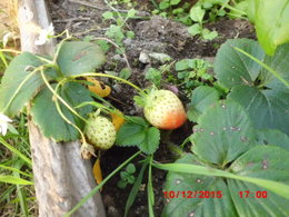 Dans votre jardin, vous avez des fraisiers 