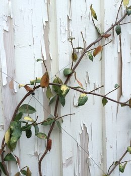 JASMIN BLANC PÉRÉCLITE, FEUILLES JAUNISSENT PUIS TOMBENT