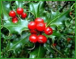 Joyeuses fétes amis jardiniers !