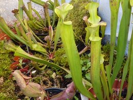 Sarracenia