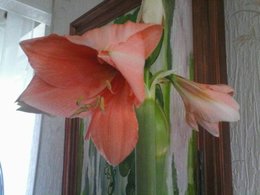 Amaryllis - Hippeastrum