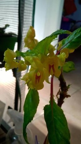 orchidées hawaïennes, suite