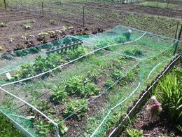 Dans votre jardin, vous avez des fraisiers 