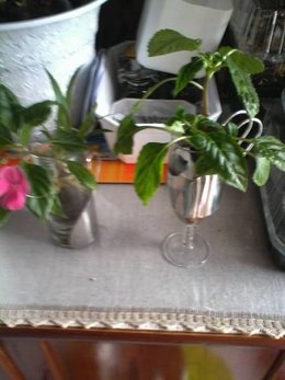 plantes vertes