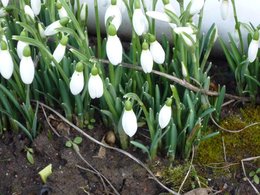 Perce-neige - Galanthus nivalis 