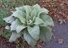 Le jardinage en février