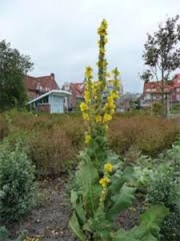 Le jardinage en février