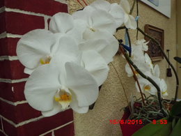 Taille d'une hampe florale d'un phalaenopsis