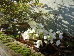 Hellebore niger - Helleborus - Rose de Noël