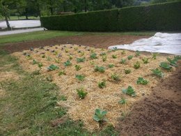 etalé le fumier au jardin