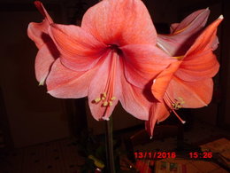 l'amaryllis