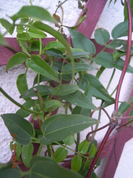 JASMIN BLANC PÉRÉCLITE, FEUILLES JAUNISSENT PUIS TOMBENT