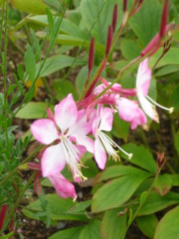 Gaura lindheimeri