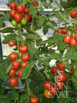  La tomate de BERAO ou la tomate arbre