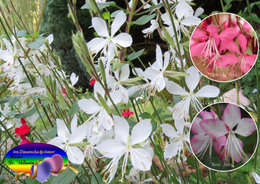 Gaura lindheimeri