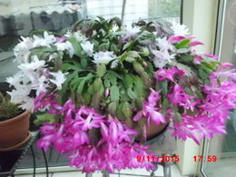 Cactus de Noël - Schlumbergera