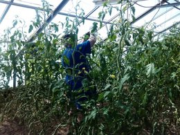  La tomate de BERAO ou la tomate arbre