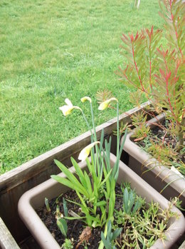 Sarracenia : 'Juthatip Soper' et 'Paradisia Red Form' 