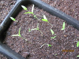 jeunes plants de tomates qui se coupent !