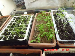 jeunes plants de tomates qui se coupent !