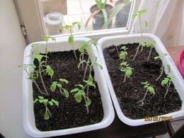 jeunes plants de tomates qui se coupent !