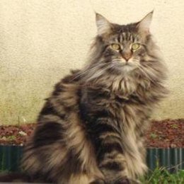 Chatte dans chêne-liège...