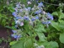 Bourrache - Borago officinalis