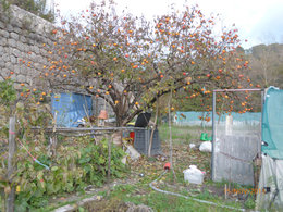 Avez-vous des arbres fruitiers ?