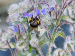 Bourrache - Borago officinalis