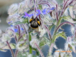 Bourrache - Borago officinalis