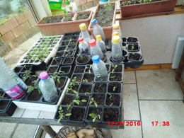 traitements des tomates