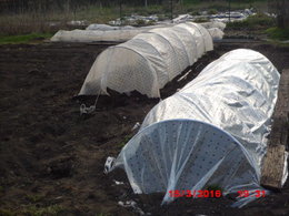 décrouté tout mon potager