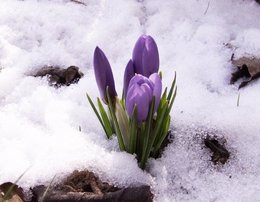 Crocus fleuris dans votre région ?