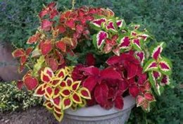 Coleus