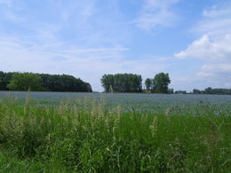 Conservation des pommes