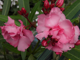 Laurier rose - Nerium oleander